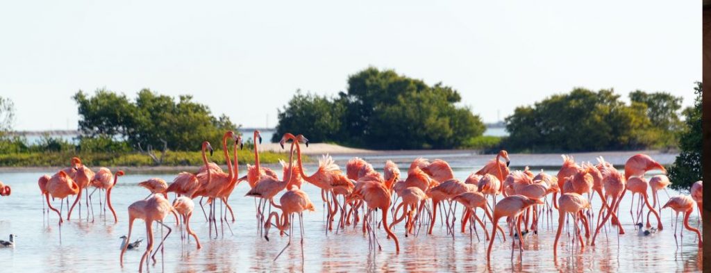 Río Lagartos & Las Coloradas Flamingos in freier Wildbahn